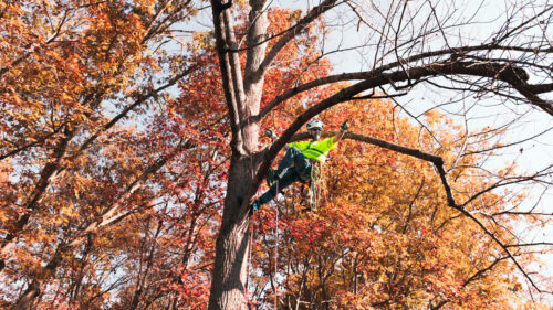 Arborist James Wendt is surveying from up in a tree